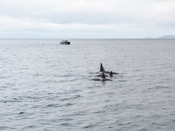 One week at Lodge Havnnes, with Archipelago as your private vessel for daily whale encounters among the fjords of Northern Norway.