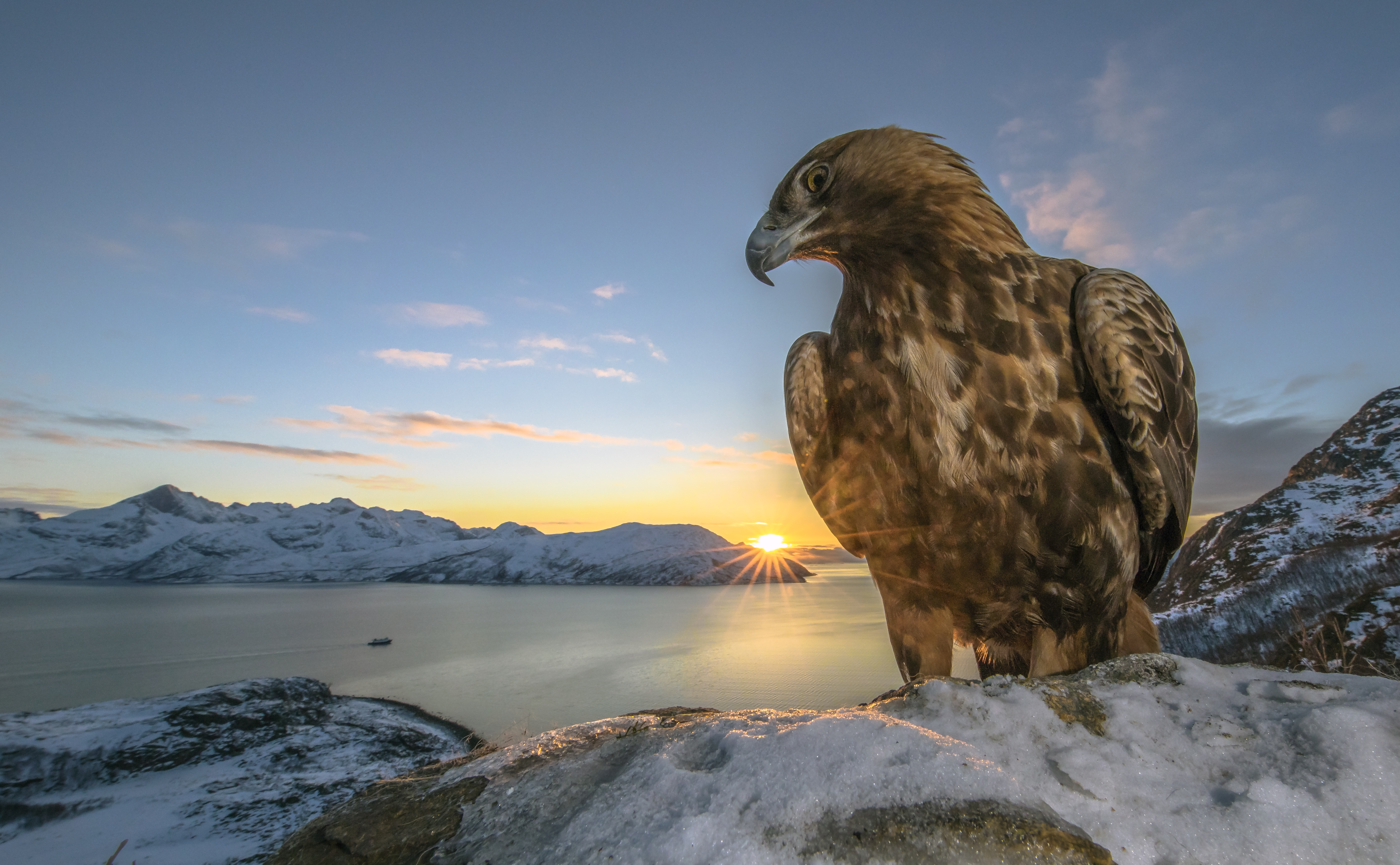 A sea eagle perched on a snowy outcrop above Kalsfjorden at sunrise, with a small boat on the fjord and snow-capped mountains beyond, photographed by Audun Rikardsen