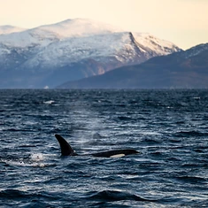 Private Whale Watching — photo 3 from Tromsø, Northern Norway