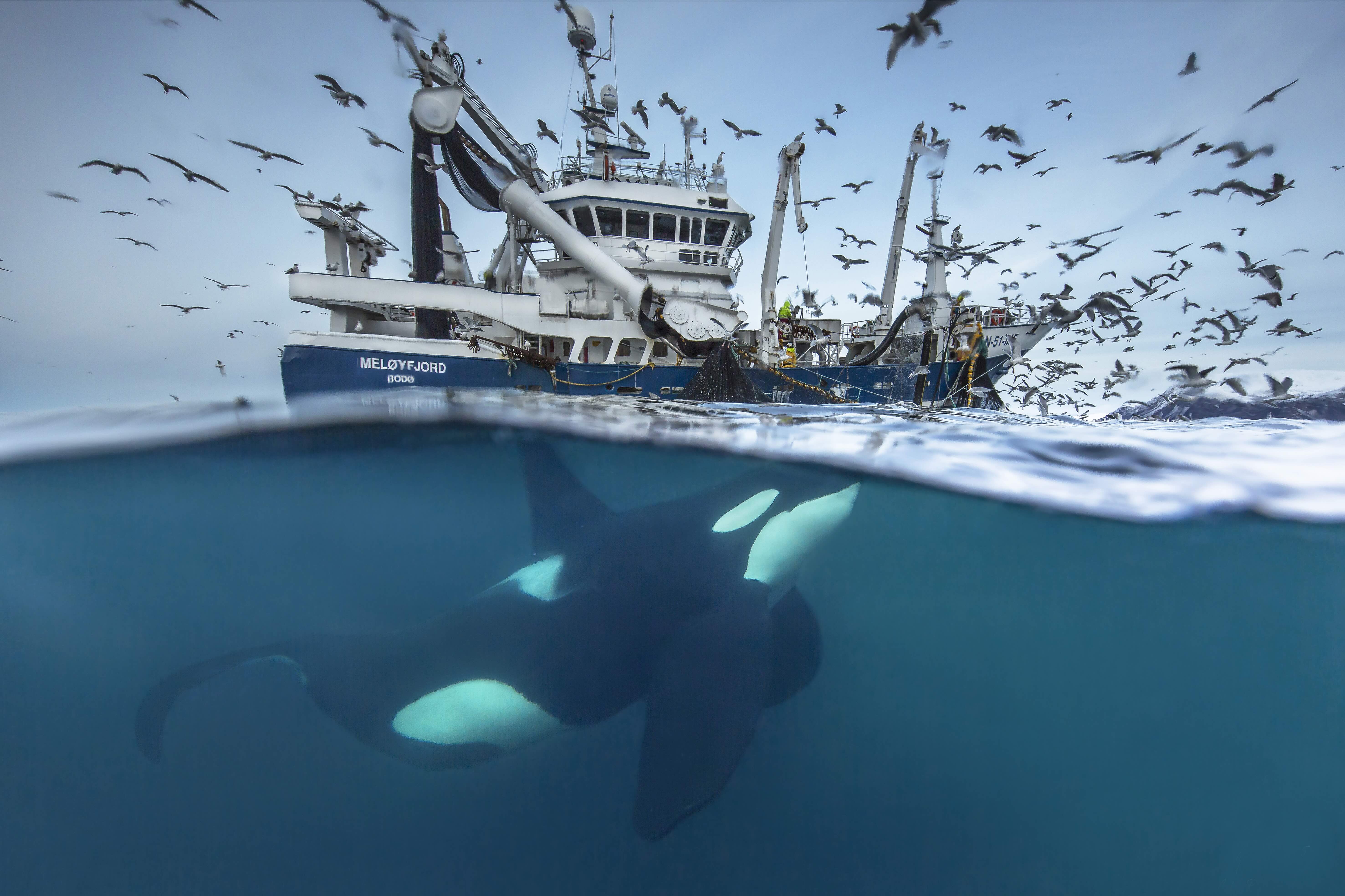 Whale Adventure