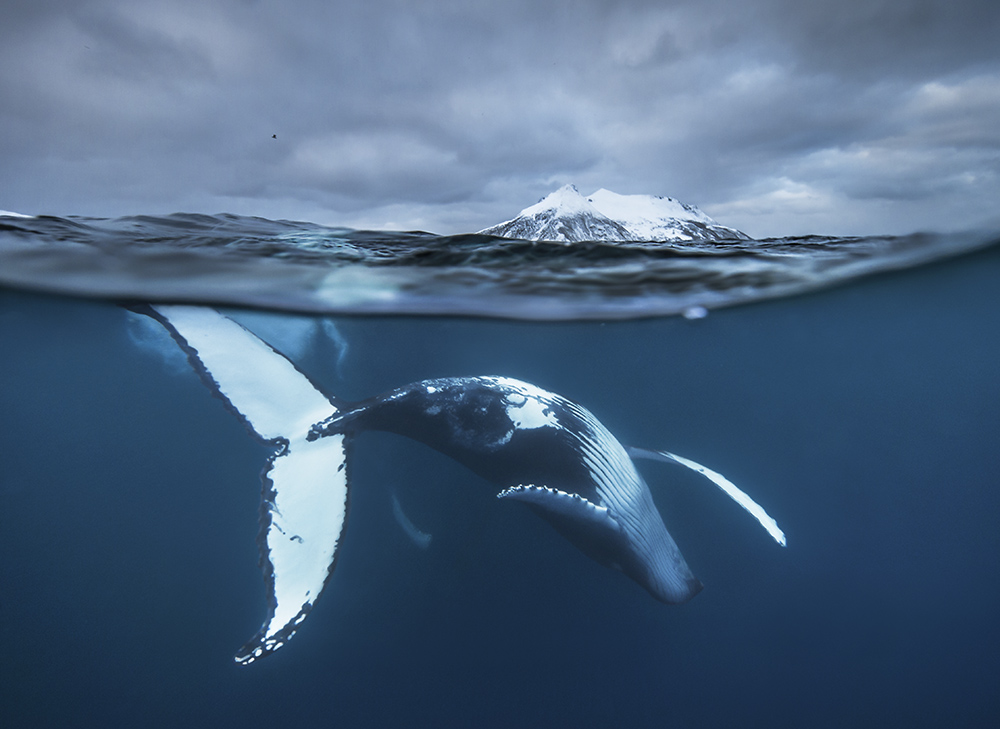 Humpback whale beneath the Arctic surface