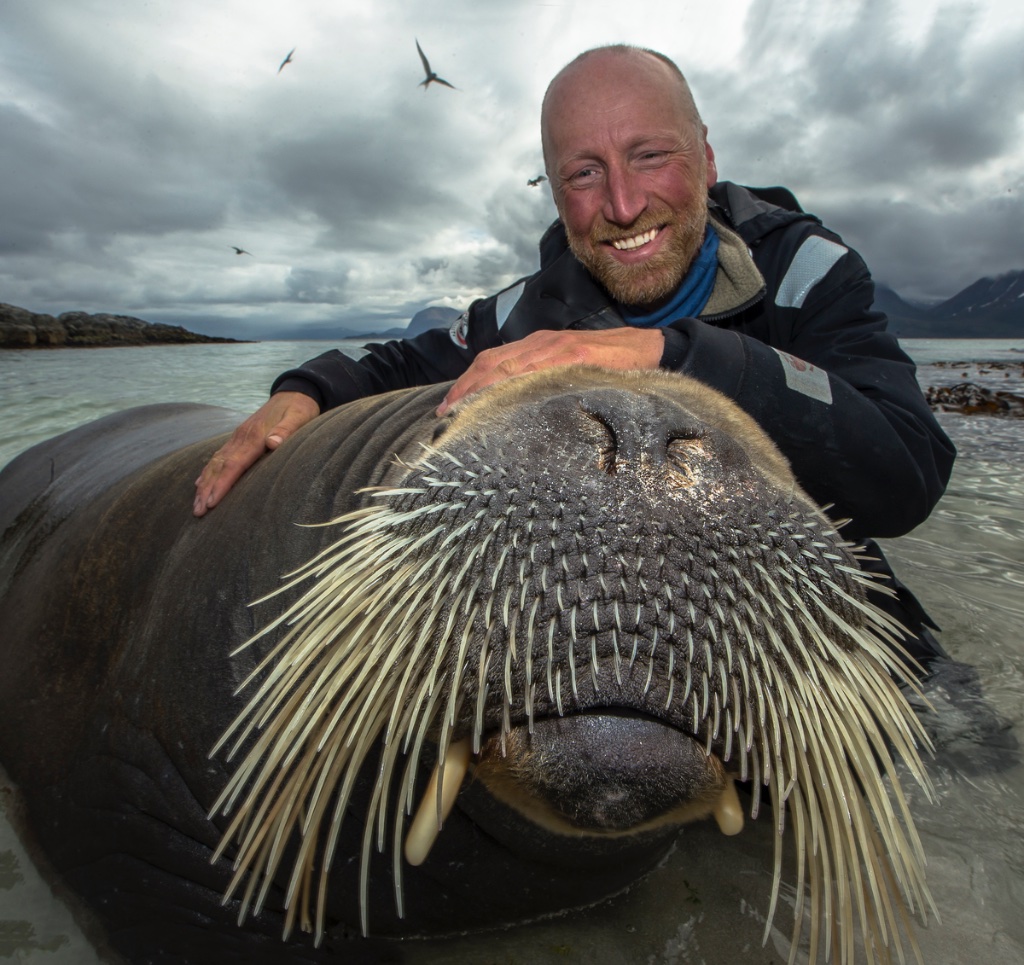 Audun Rikardsen with a walrus in shallow Arctic water