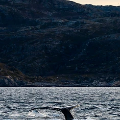 Private Whale Watching — photo 2 from Tromsø, Northern Norway