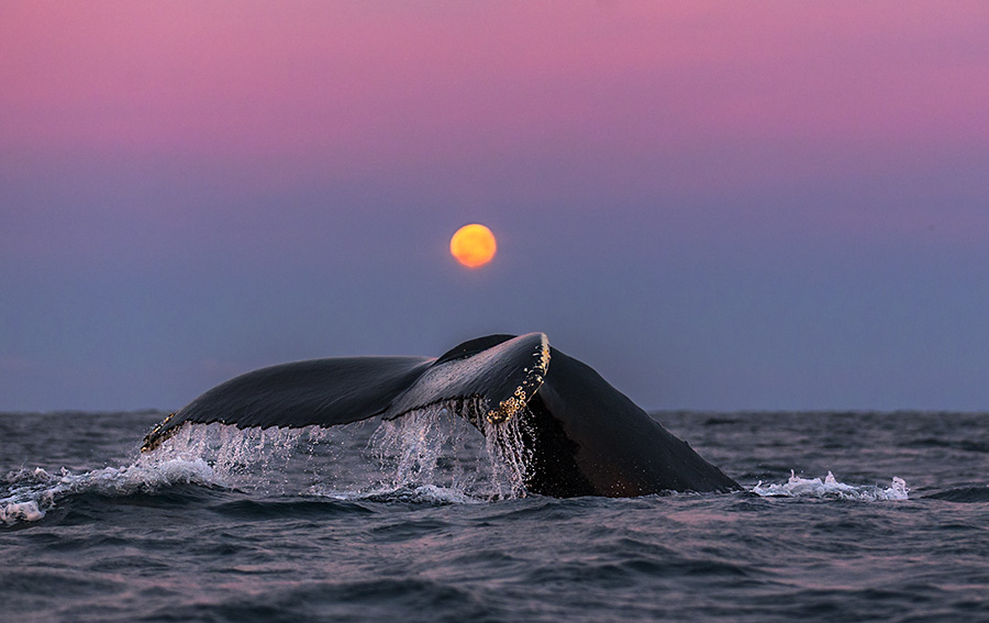 Responsible whale watching in the fjords of Northern Norway