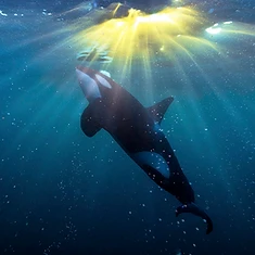 Private Orca Snorkeling — photo 1 from Tromsø / Skjervøy, Northern Norway