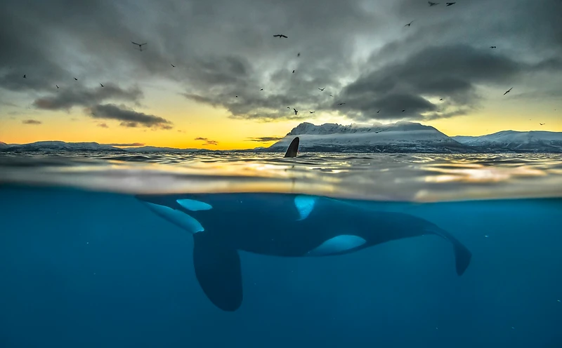 Orca in Arctic waters — Tromsø Pure for travel professionals