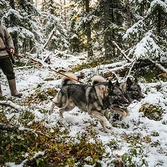 Exclusive Arctic Moose Hunting Expedition — photo 1 from Tromsø, Northern Norway