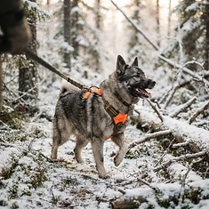 Exclusive Arctic Moose Hunting Expedition — photo 3 from Tromsø, Northern Norway