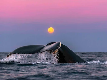 A private day on the water with an experienced maritime team, searching for whales in the fjords of Northern Norway.