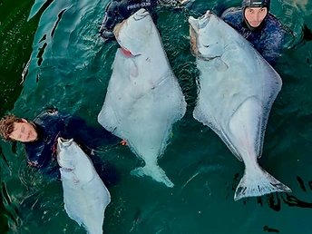 Hunt for halibut in the clear, cold waters of Northern Norway on a private spearfishing journey.