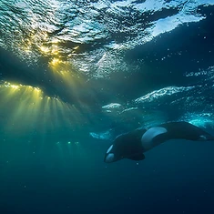 Private Orca Snorkeling — photo 2 from Tromsø / Skjervøy, Northern Norway