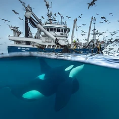 Private Orca Snorkeling — photo 5 from Tromsø / Skjervøy, Northern Norway