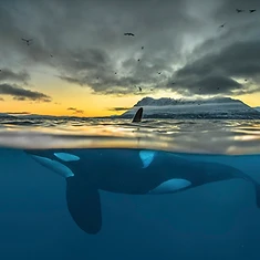 Private Orca Snorkeling — photo 3 from Tromsø / Skjervøy, Northern Norway