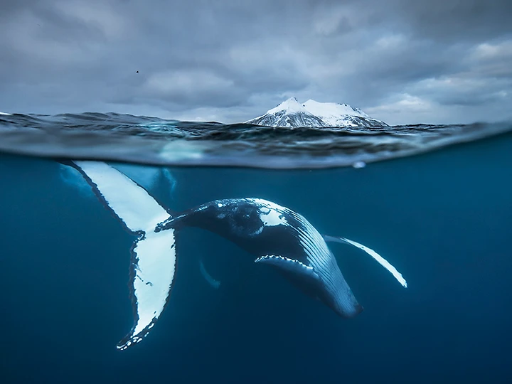 Split-shot of a humpback whale swimming beneath a snow-covered Arctic mountain