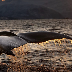 Fast & Private Whale Watching — photo 1 from Tromsø, Northern Norway