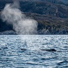 Private Whale Watching — photo 1 from Tromsø, Northern Norway