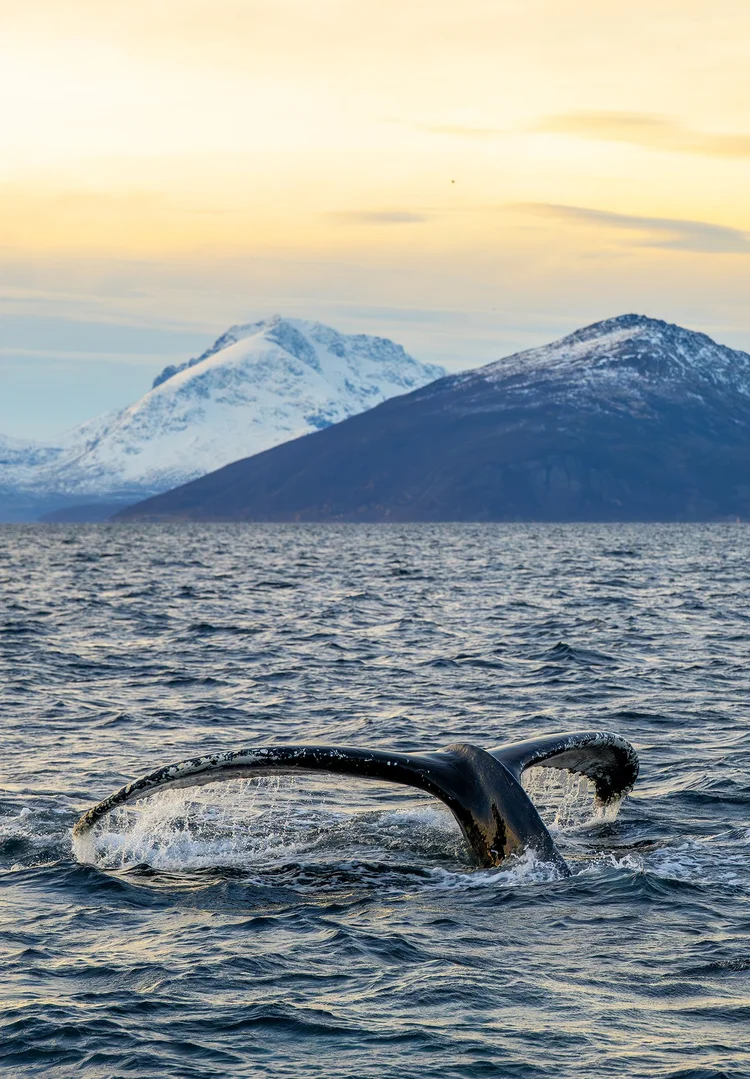 Humpback whale fluke diving against the mountains of Northern Norway