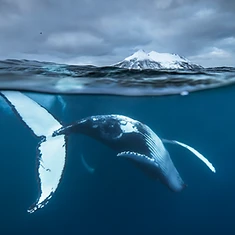 Private Orca Snorkeling — photo 4 from Tromsø / Skjervøy, Northern Norway