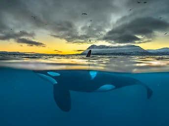 Enter the water with a private guide to observe orcas and humpback whales in their natural environment.