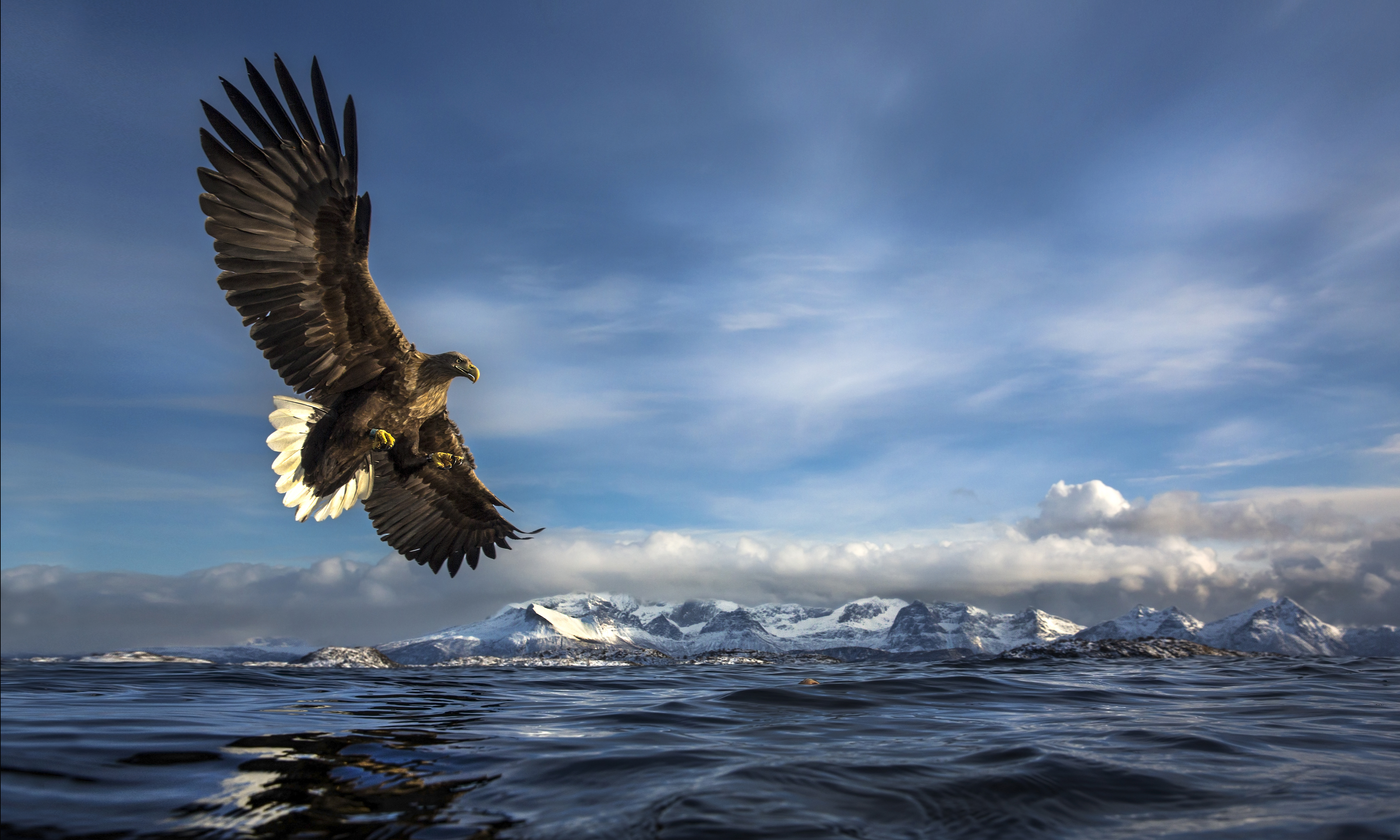 A white-tailed eagle banking over the Arctic ocean with snow-capped mountains beyond, photographed by Audun Rikardsen during a private wildlife photography expedition in Northern Norway