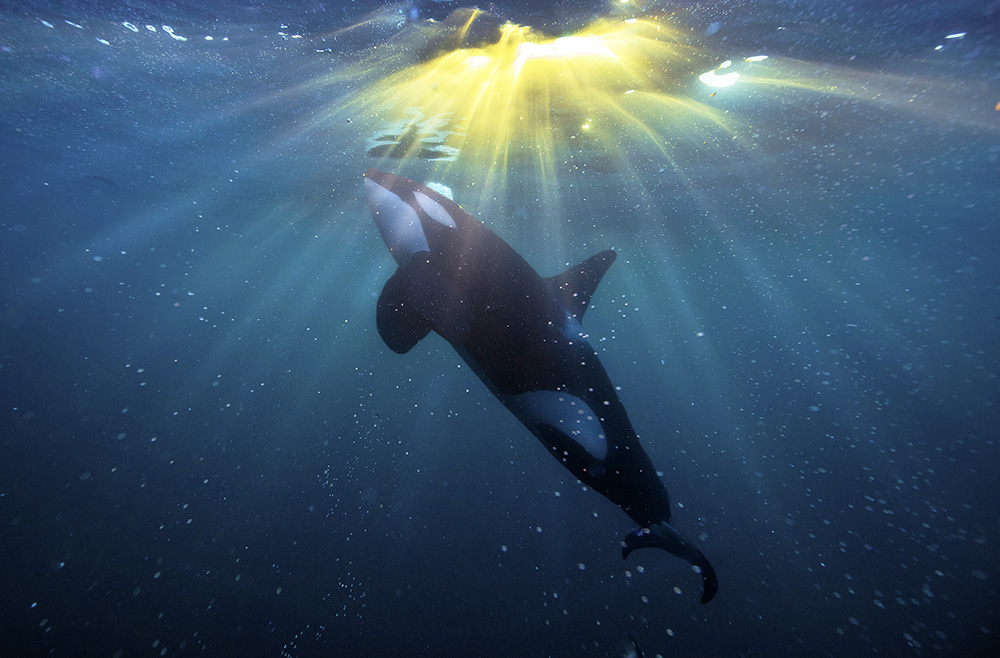 Experience The Arctic
