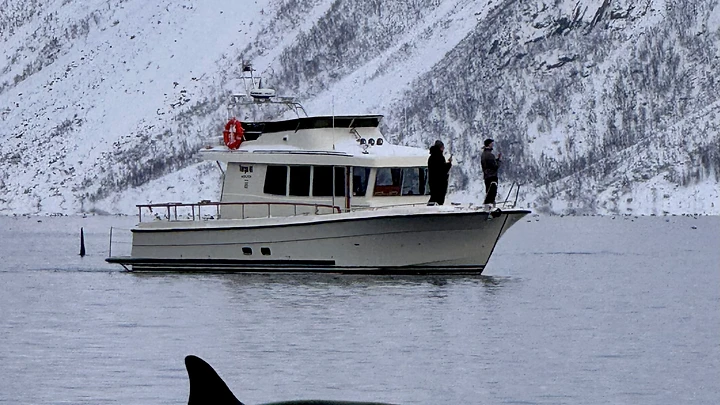 Targa 46 in a snowy fjord with an orca surfacing nearby