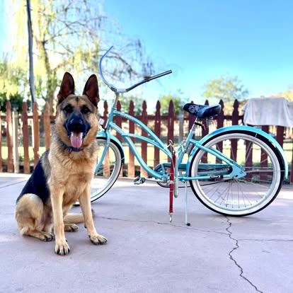 A German Shepherd sitting calmly beside a turquoise bicycle on the grounds — confidence and curiosity in the open air.
