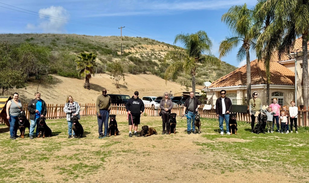 A group of handlers and dogs standing calmly in line together during a group class.