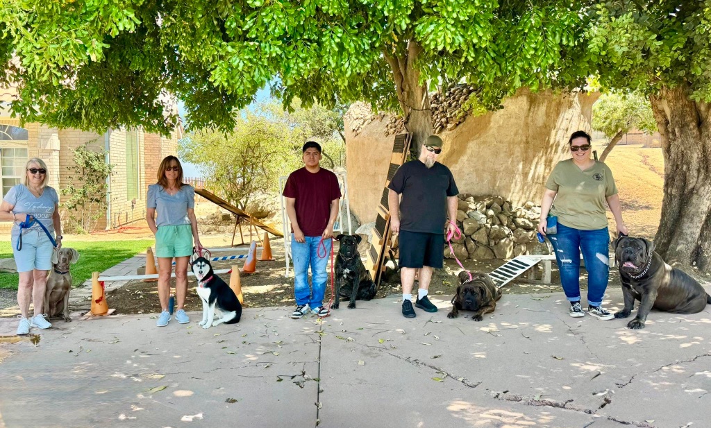 Handlers standing in a row with their dogs, working together under shade during a group training session.