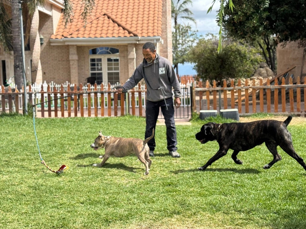 A man in a Topline K9 hoodie swings a lure on a long tether as two dogs sprint across a green lawn in opposite directions.