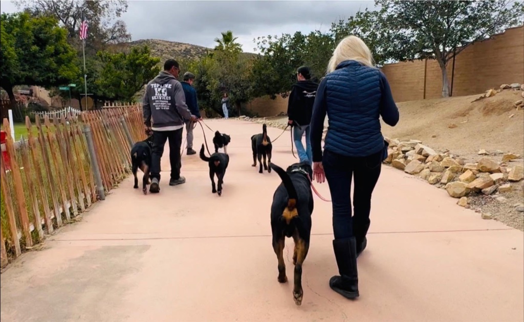 Several people walking their dogs together in a line along a path, practicing real-world leash work.
