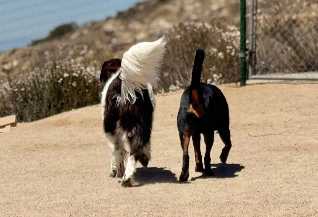 Two dogs walk away down a dusty tan path, tails lifted, toward a dry hillside dotted with small white flowers.