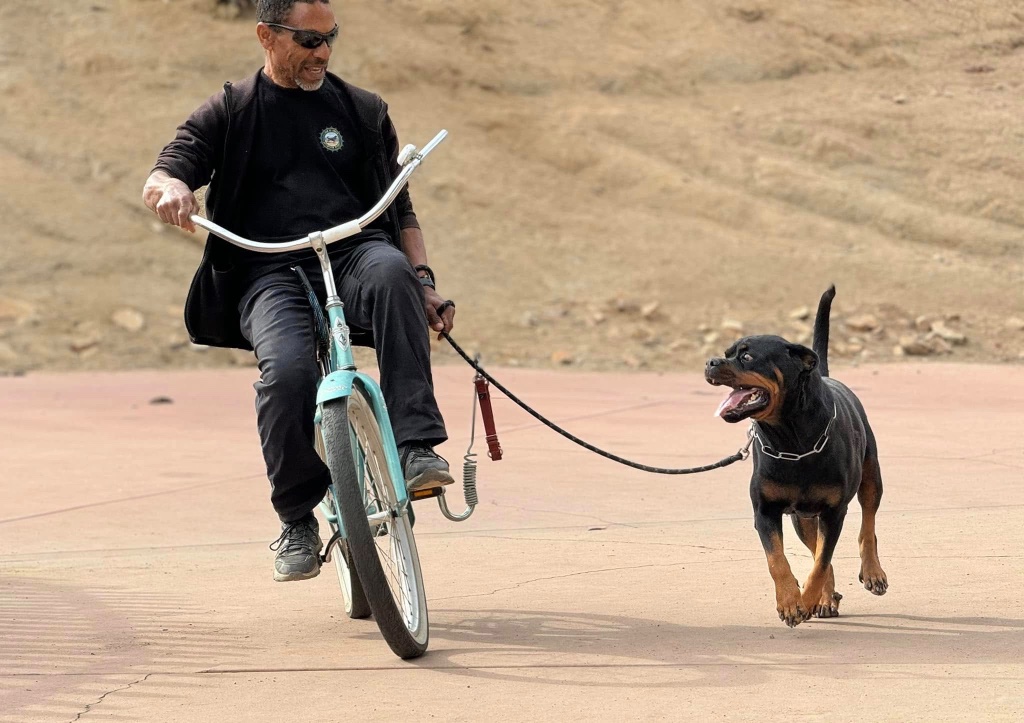 A Topline trainer riding a cruiser bicycle along the training field, a Rottweiler running alongside on a spring-arm leash.