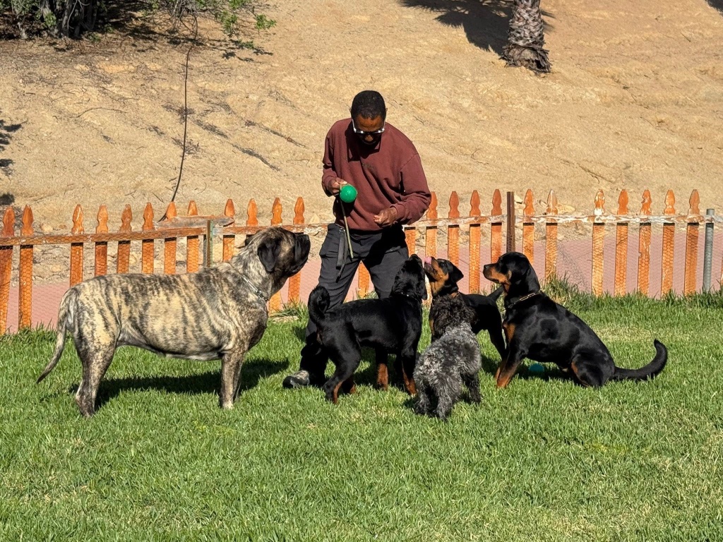 Illya stands among five dogs on a sunlit lawn, holding a small green ball.