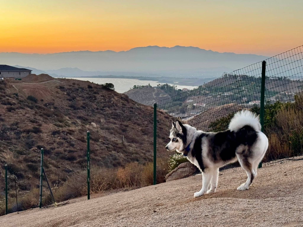 A husky-mix dog standing on a dirt hillside at sunset, overlooking a reservoir and distant hills.
