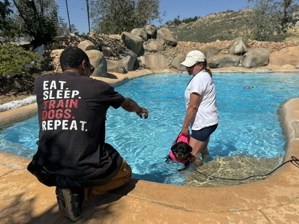 A handler guiding a dog in a pink life vest through a rock-walled training pool for the first time.