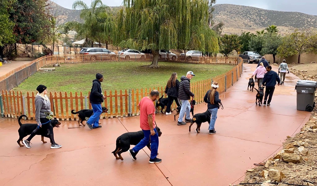 A group of handlers walk their Rottweilers in a line along a terracotta path during a training session on the property.