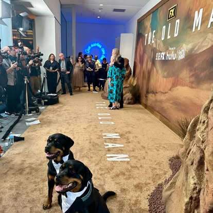 Two Rottweilers in white tuxedo bibs sitting on a press line in front of the branded backdrop for the FX series The Old Man.
