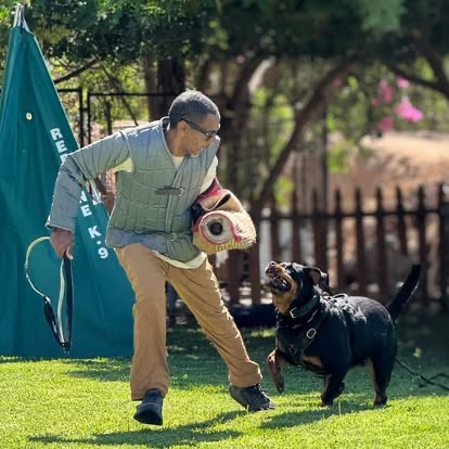 Illya working a Rottweiler on a bite sleeve, directing drive into structured work.