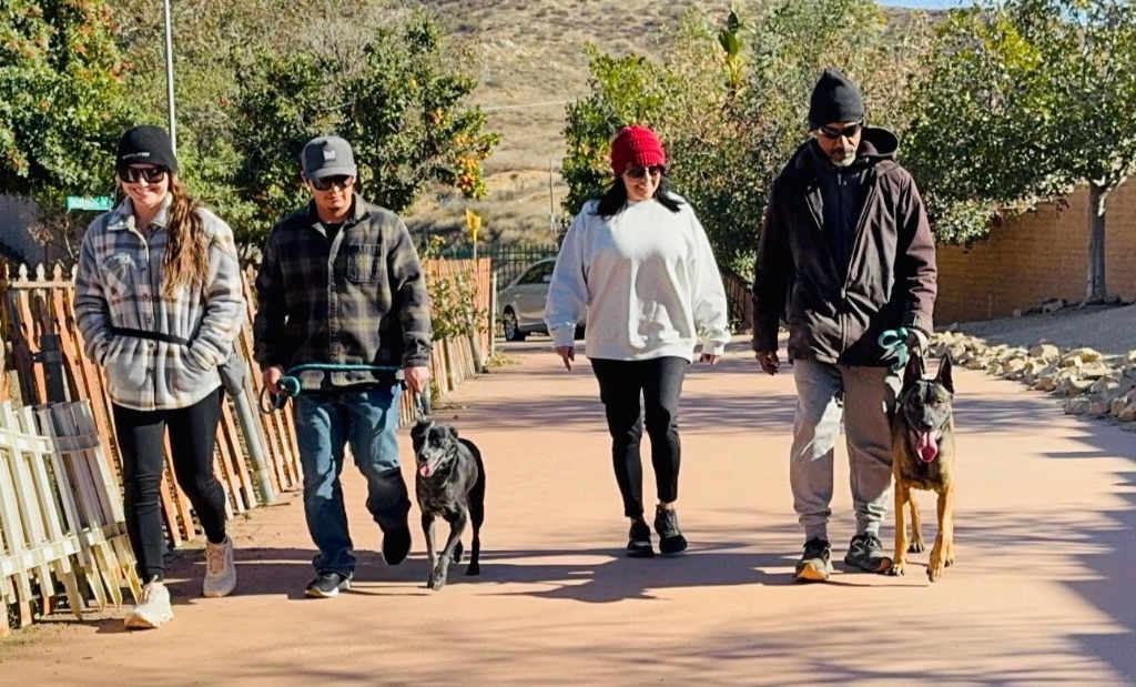 Four people walk down a paved path with two dogs on leash, long shadows stretching across the warm-toned ground.