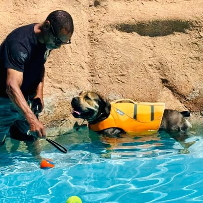 A handler guiding a vested dog in a swimming pool, building confidence in the water.