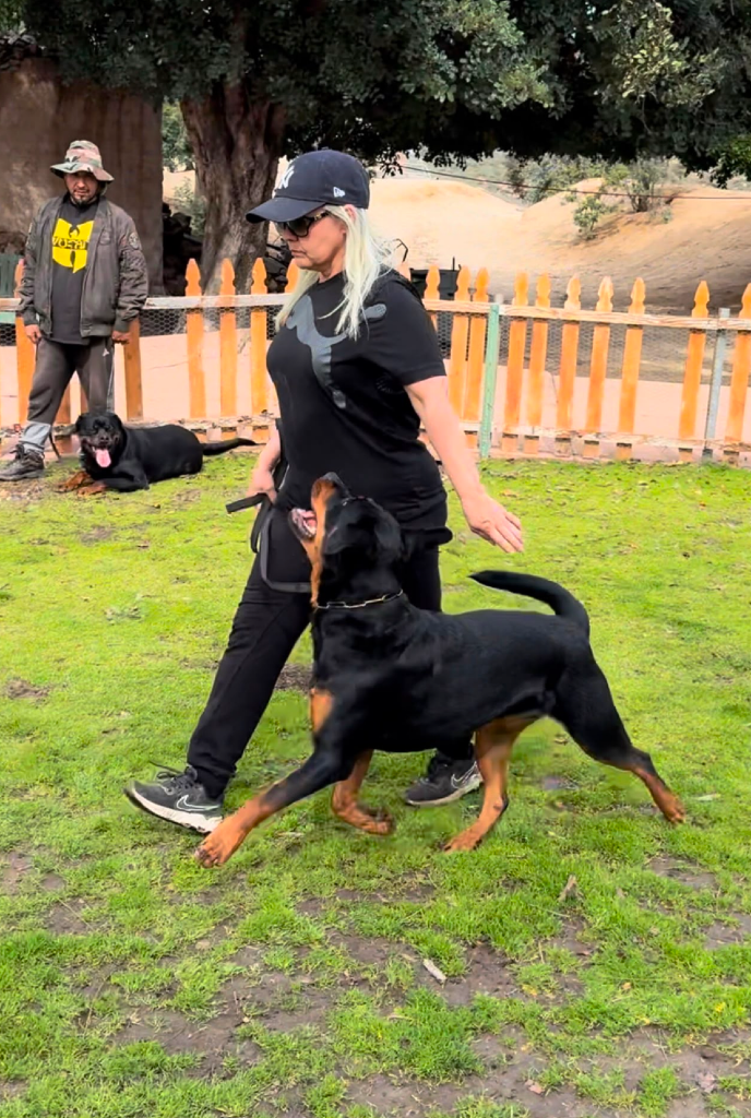 Johanna, in a black cap, walks a Rottweiler across a grassy field while a second dog watches from the background.