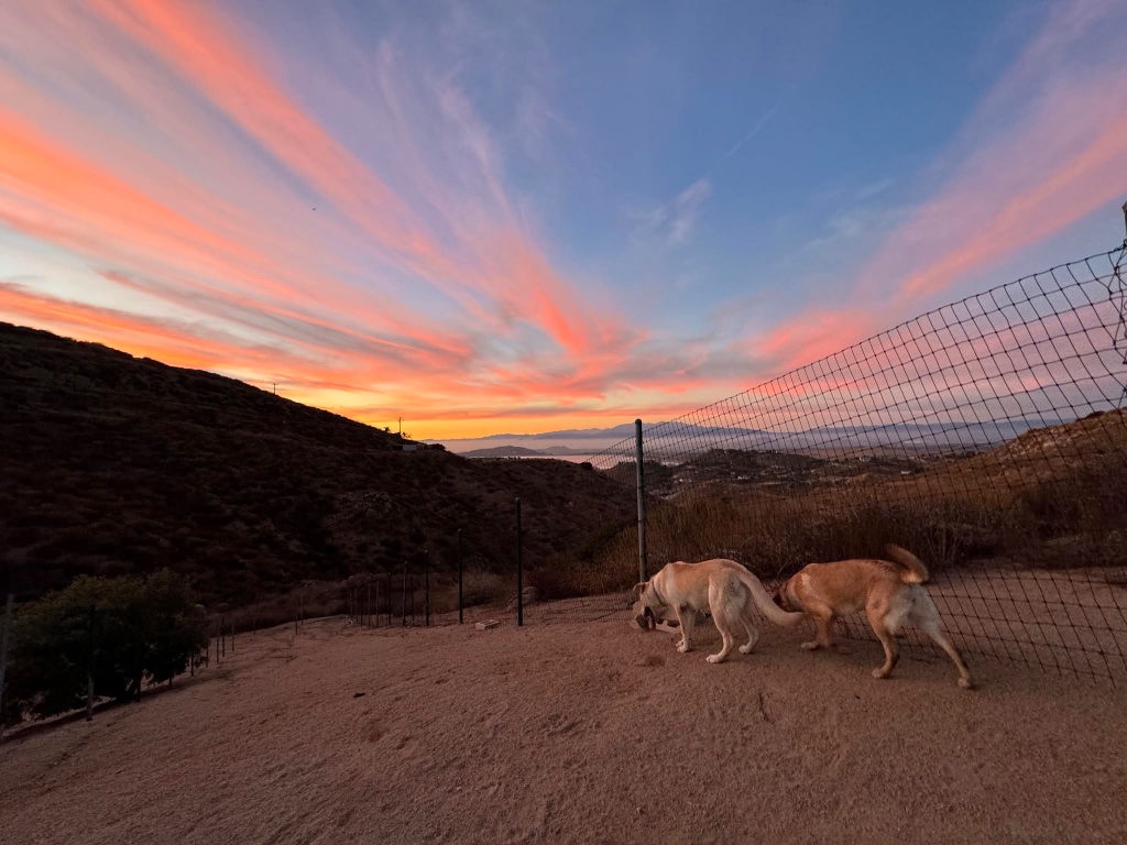 Two dogs walking along a dirt path at golden hour, overlooking Southern California hills and a sunset sky.