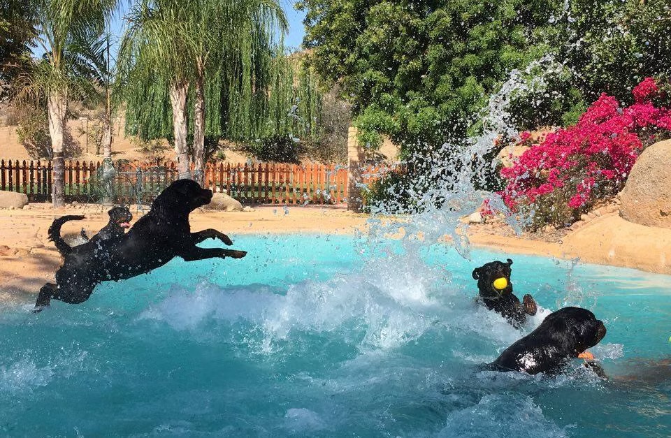 Four dogs play in a backyard pool—a Rottweiler leaps mid-splash from the edge while another surfaces with a yellow ball, bougainvillea blooming beyond the deck.