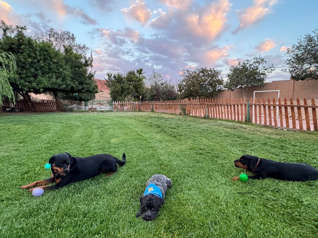 Three dogs resting calmly in the grass at sunset, each settled with a toy.