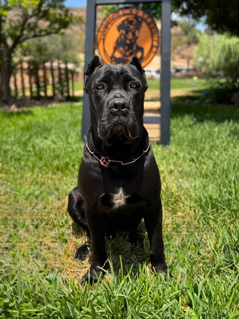 A Cane Corso in training at the Topline K9 property, with the Topline sign visible in the background.