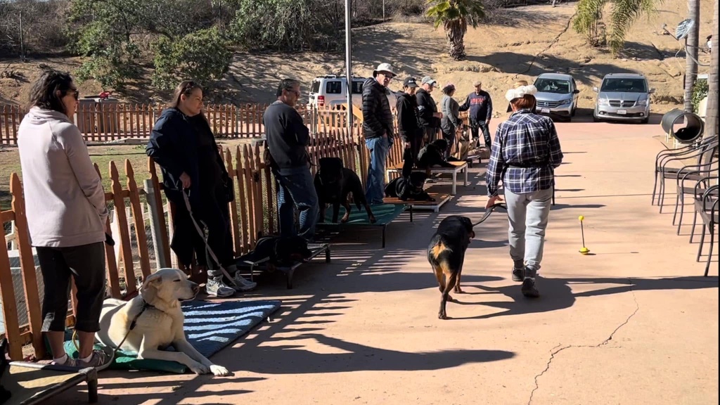 A group training class along a wooden fence, several handlers working with their dogs on a paved training area.