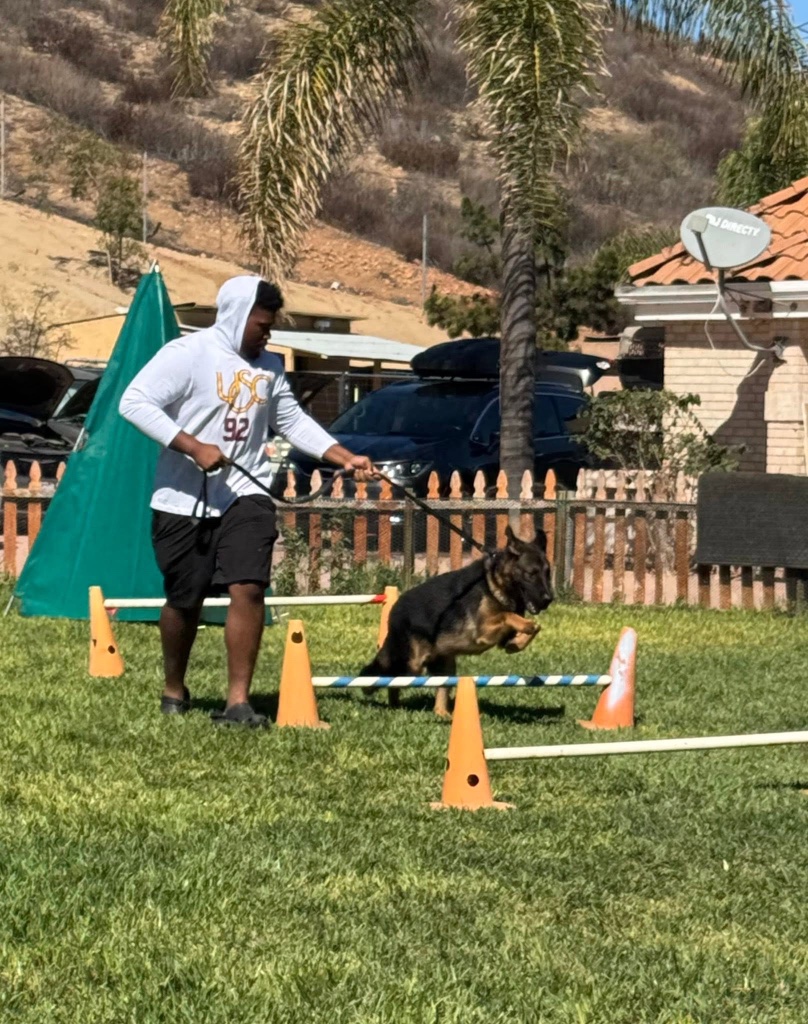 A young man guides a German Shepherd over an agility hurdle on a sunlit lawn, orange cones scattered across the grass.
