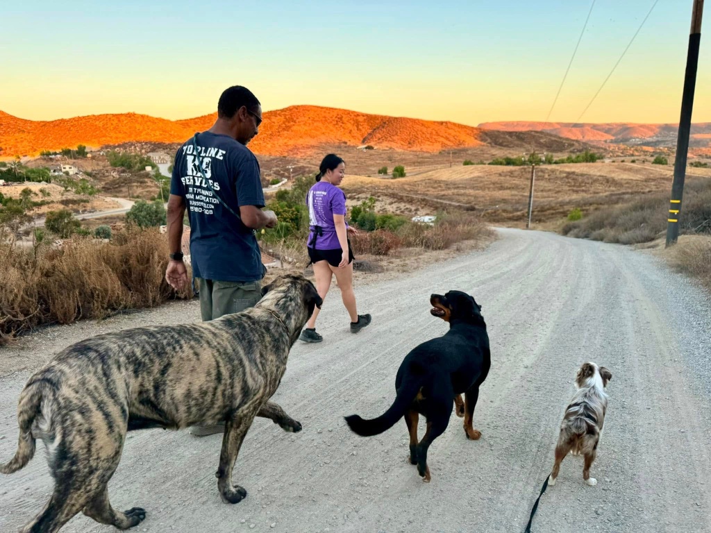 Illya walking with clients and their dogs along the road through the Topline property at golden hour.