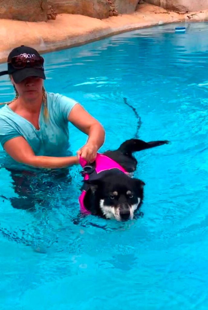 A handler supports a dog wearing a pink flotation vest in a bright swimming pool, building water confidence.